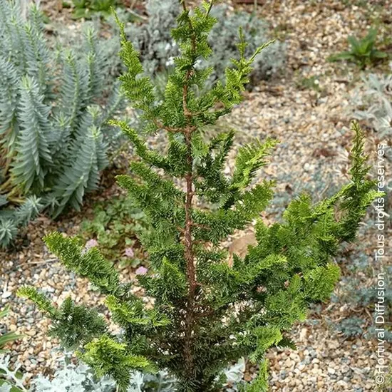 jardin-terroir.com - Faux cyprès d'Hinoki Teddy Bear - SILENCE, ça pousse ! Conditionnement - Pot de 4,5L - 40/60 cm - SILENCE, ça pousse !, Conditionnement: Pot de 4,5L - 40/60 cm - SILENCE, ça pousse !