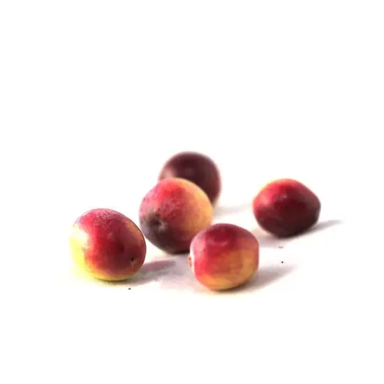 jardin-terroir.com - Canneberge à gros fruits, Airelles, Cranberry macrocarpon Howes Conditionnement - Godet - 5/10 cm, Conditionnement: Godet - 5/10 cm