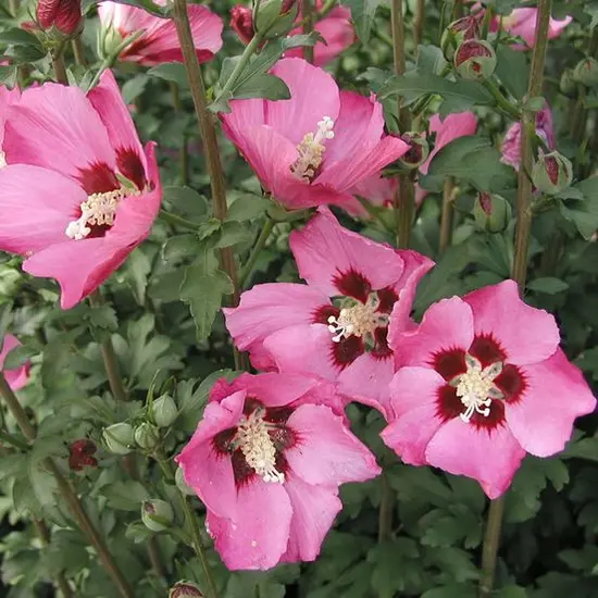 jardin-terroir.com - Hibiscus syriacus Pink Giant® 'Flogi' Conditionnement - Pot de 10L - 60/80 cm, Conditionnement: Pot de 10L - 60/80 cm