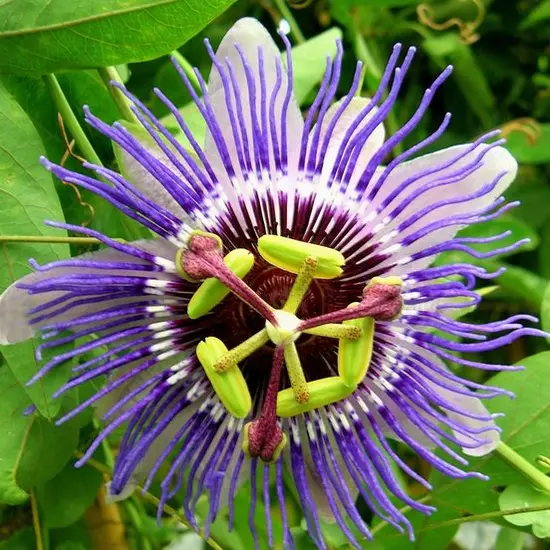 jardin-terroir.com - Passiflore caerulea Purple Haze Conditionnement - Pot de 3L - 20/40 cm, Conditionnement: Pot de 3L - 20/40 cm