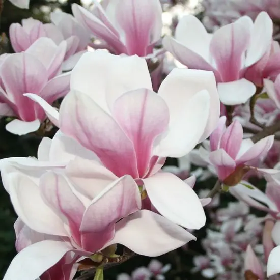 jardin-terroir.com - Magnolia de Chine, Magnolia de Soulange Soulangiana Conditionnement - Pot de 7,5L - 60/80 cm, Conditionnement: Pot de 7,5L - 60/80 cm