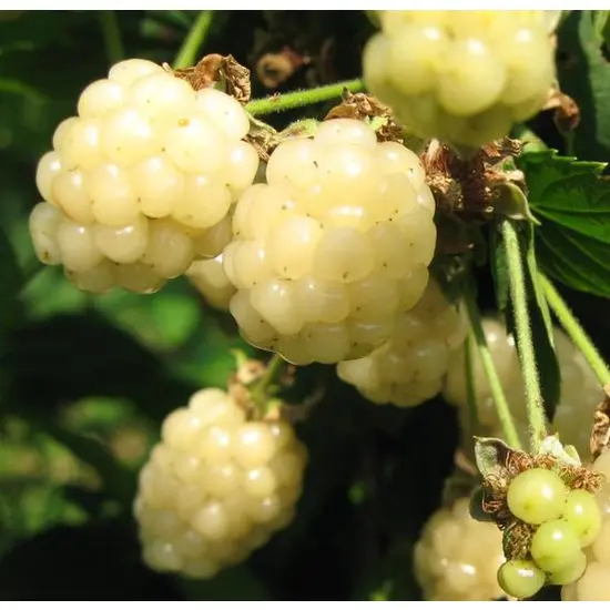 jardin-terroir.com - Mûre fruticosus Polar Berry ? Conditionnement - Pot de 1,5L - Tuteur bambou 30/60 cm, Conditionnement: Pot de 1,5L - Tuteur bambou 30/60 cm