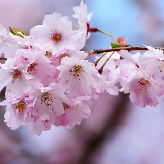 jardin-terroir.com - Cerisier du Japon Kiku Shidare Zakura Conditionnement - Pot de 15L - Tige 8/10