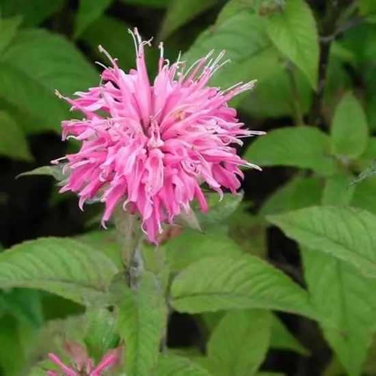 jardin-terroir.com - Monarde Croftway Pink Conditionnement - Godet, Conditionnement: Godet