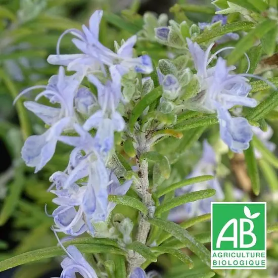 jardin-terroir.com - Romarin officinalis Primley Blue BIO Conditionnement - Lot de 3 godets, Conditionnement: Lot de 3 godets