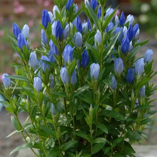 jardin-terroir.com - Gentiane makinoi Blue Star® Conditionnement - Godet, Conditionnement: Godet