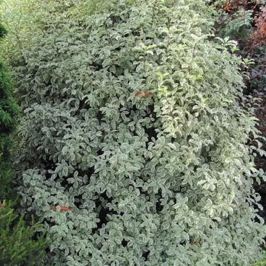 jardin-terroir.com - Pittospore à petites feuilles Elisabeth Conditionnement - Pot de 7,5L - 60/80 cm, Conditionnement: Pot de 7,5L - 60/80 cm