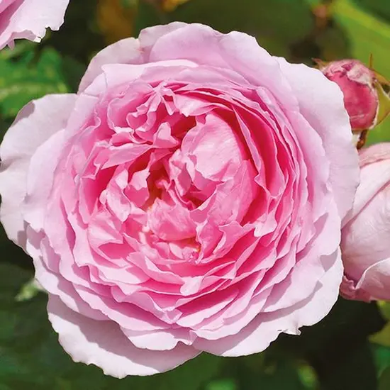 jardin-terroir.com - Rosier arbustif André Eve le jardinier des roses® 'Evegeboll' Conditionnement - Pot de 5L