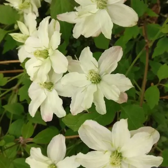 jardin-terroir.com - Clématite montana Starlet® White Perfume 'fpdw2009 Conditionnement - Godet - 5/20 cm, Conditionnement: Godet - 5/20 cm