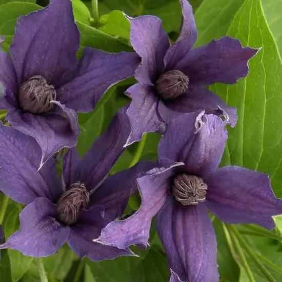 jardin-terroir.com - Clématite SAPHYRA® Violetta &quot;M32-10' Conditionnement - Godet - 5/10 cm, Conditionnement: Godet - 5/10 cm