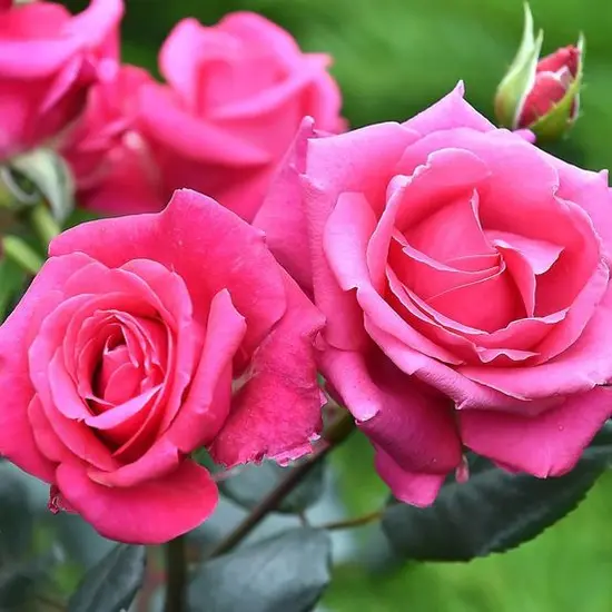 jardin-terroir.com - Rosier arbustif Voluptia® Crazy Pink ? 'Noa16071' Conditionnement - Pot de 3L - 10/40 cm
