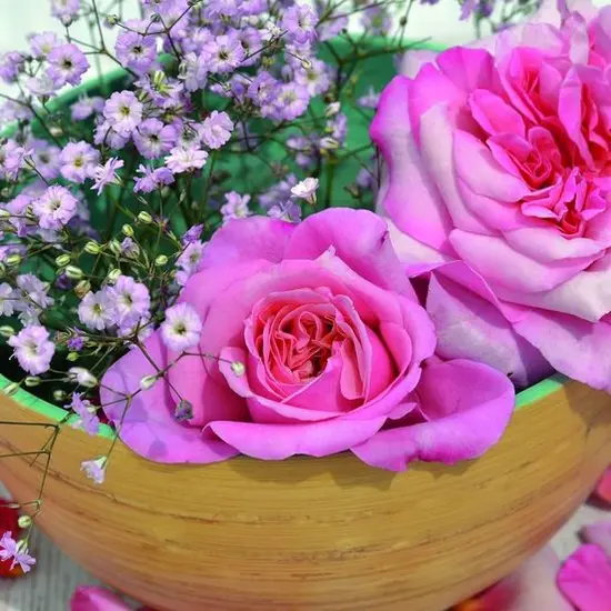 jardin-terroir.com - Rosier arbustif Voluptia® Pink ? 'Noa1811108' Conditionnement - Pot de 3L - 10/40 cm