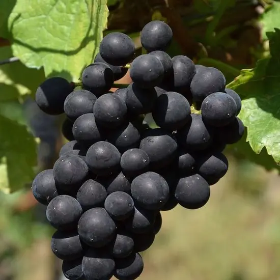 jardin-terroir.com - Vigne vinifera Autumn Royal Conditionnement - Pot de 3L - 60/120 cm