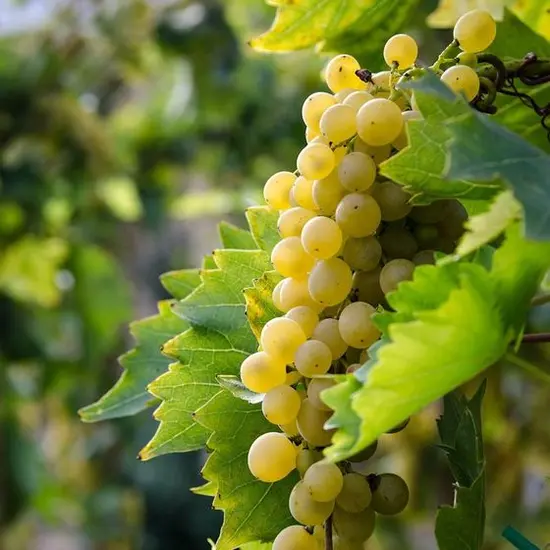 jardin-terroir.com - Vigne vinifera Lilla Conditionnement - Pot de 3L - 60/120 cm
