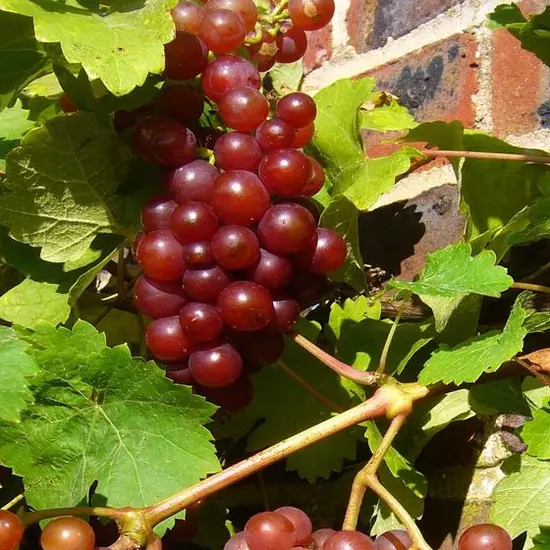 jardin-terroir.com - Vigne vinifera Supernova Conditionnement - Pot de 3L - 60/120 cm