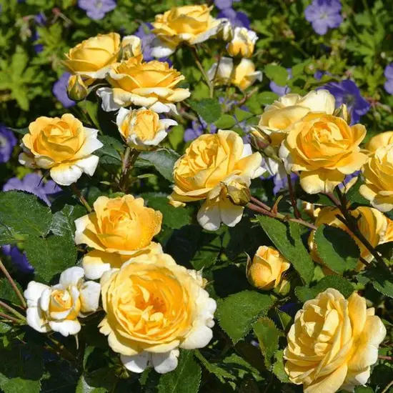jardin-terroir.com - Rosier arbustif Decorosier® Soleya® 'Noa 71610' Conditionnement - Pot de 2 L - 40/60 cm